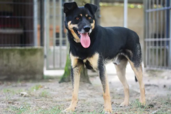 Pies do adopcji, Milanówek, 18 sierpnia 2024 (5/5)