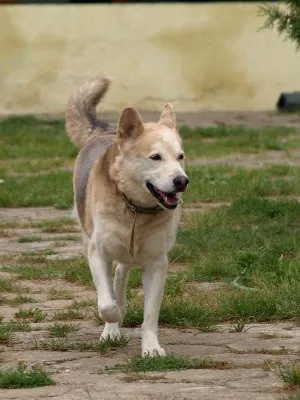 Pies do adopcji, Pabianice, 9 lipca 2020 (3/5)