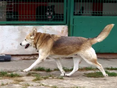 Pies do adopcji, Pabianice, 9 lipca 2020 (4/5)