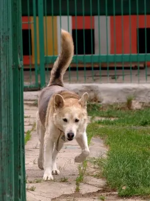 Pies do adopcji, Pabianice, 9 lipca 2020 (5/5)