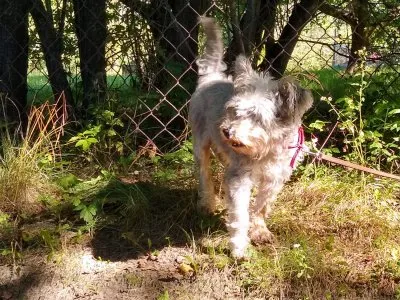 Pies do adopcji, Pabianice, 22 lipca 2022 (2/3)