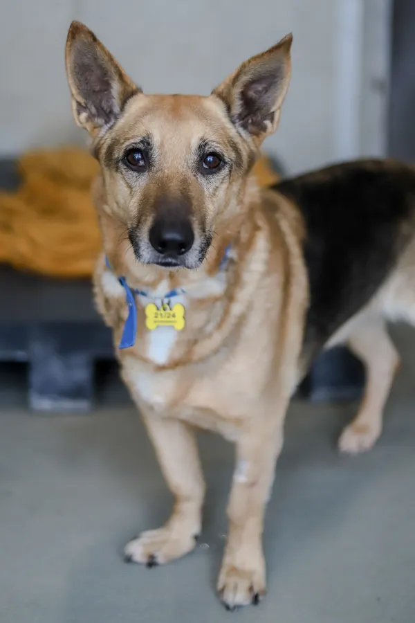 Znaleziono psa, Szczecin, 19 stycznia 2024 (2/2)