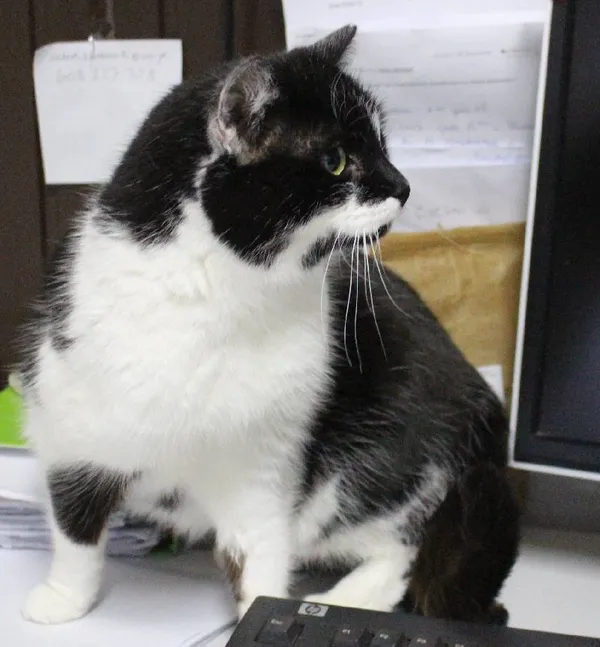 Znaleziono kota, Łódź, 19 stycznia 2024 (4/4)