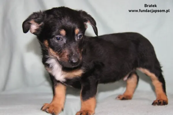 Pies do adopcji, Nowy Dwór Mazowiecki, 20 stycznia 2024 (1/4)