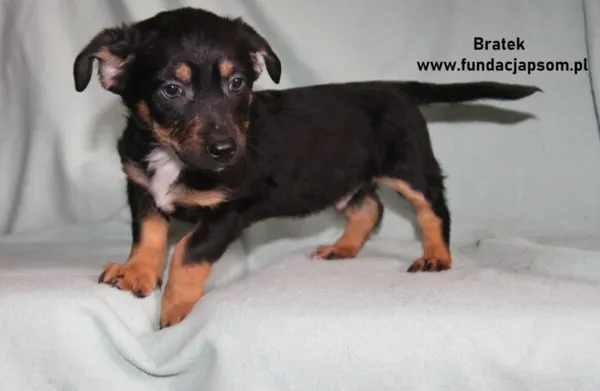 Pies do adopcji, Nowy Dwór Mazowiecki, 20 stycznia 2024 (3/4)