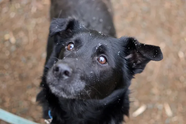 Znaleziono psa, Sosnowiec, 20 stycznia 2024 (5/5)