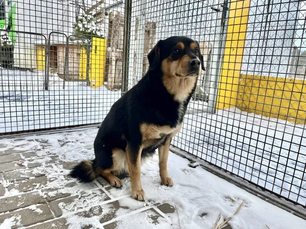 Znaleziono psa, Puławy, 19 stycznia 2024