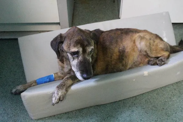 Znaleziono psa, Łódź, 21 stycznia 2024 (2/3)