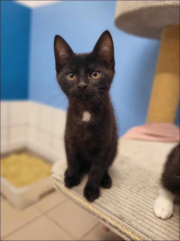 Znaleziono kota, Grudziądz, 16 stycznia 2024