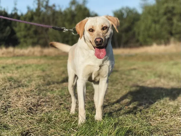 Pies do adopcji, Pieczyska, 21 stycznia 2024 (3/5)