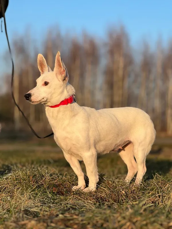 Pies do adopcji, Pieczyska, 20 stycznia 2024 (2/5)