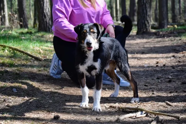 Pies do adopcji, Piła, 6 września 2023 (2/5)