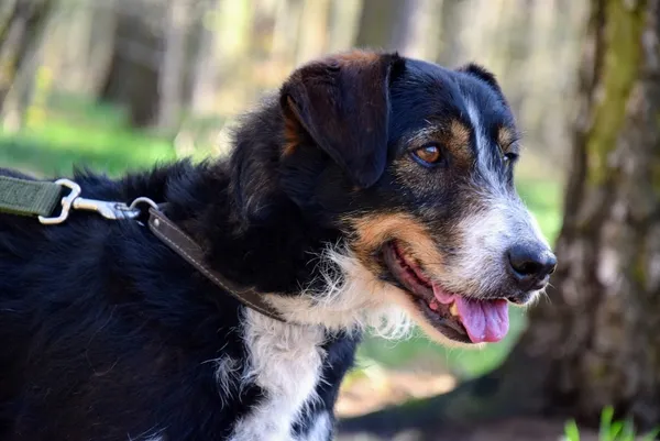 Pies do adopcji, Piła, 6 września 2023 (5/5)