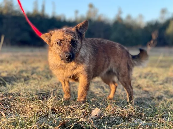 Pies do adopcji, Pieczyska, 20 stycznia 2024 (2/5)