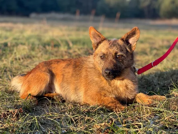 Pies do adopcji, Pieczyska, 20 stycznia 2024 (3/5)