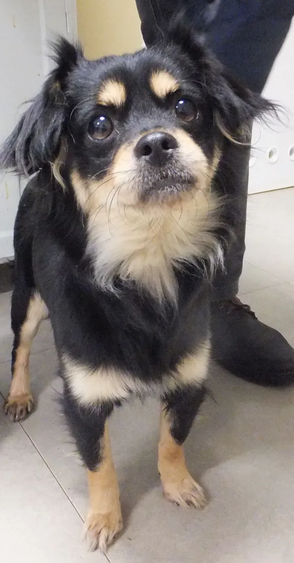 Znaleziono psa, Nowa Krępa, 29 grudnia 2023