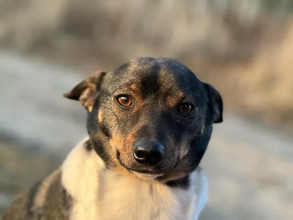 Pies do adopcji, Pieczyska, 20 stycznia 2024 (3/5)