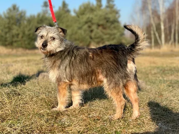 Pies do adopcji, Pieczyska, 20 stycznia 2024 (3/5)