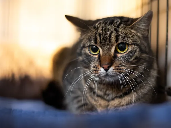 Znaleziono kota, Sosnowiec, 18 stycznia 2024 (2/4)