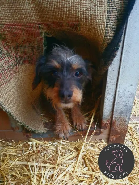 Pies do adopcji, Wolsztyn, 21 stycznia 2024