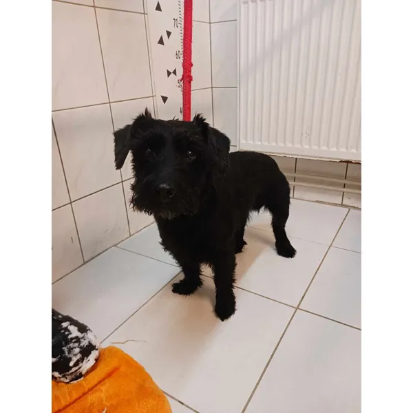 Znaleziono psa, Białystok, 20 stycznia 2024