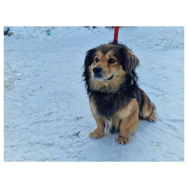 Znaleziono psa, Białystok, 21 stycznia 2024