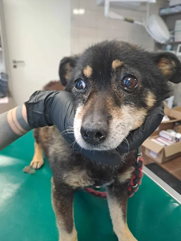 Pies do adopcji, Zielona Góra, 22 stycznia 2024