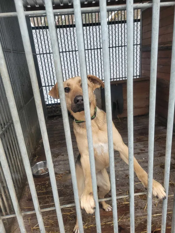 Pies do adopcji, Zielona Góra, 22 stycznia 2024
