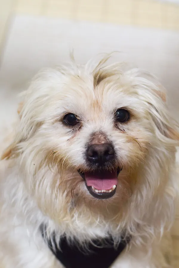 Pies do adopcji, Zielona Góra, 22 stycznia 2024