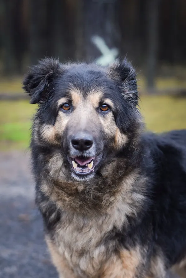 Pies do adopcji, Zielona Góra, 22 stycznia 2024 (1/5)