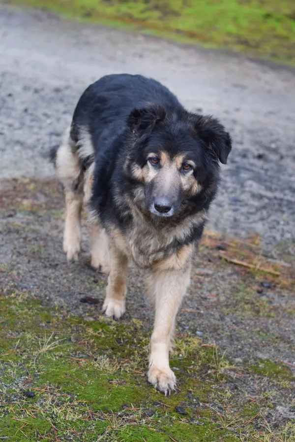 Pies do adopcji, Zielona Góra, 22 stycznia 2024 (3/5)