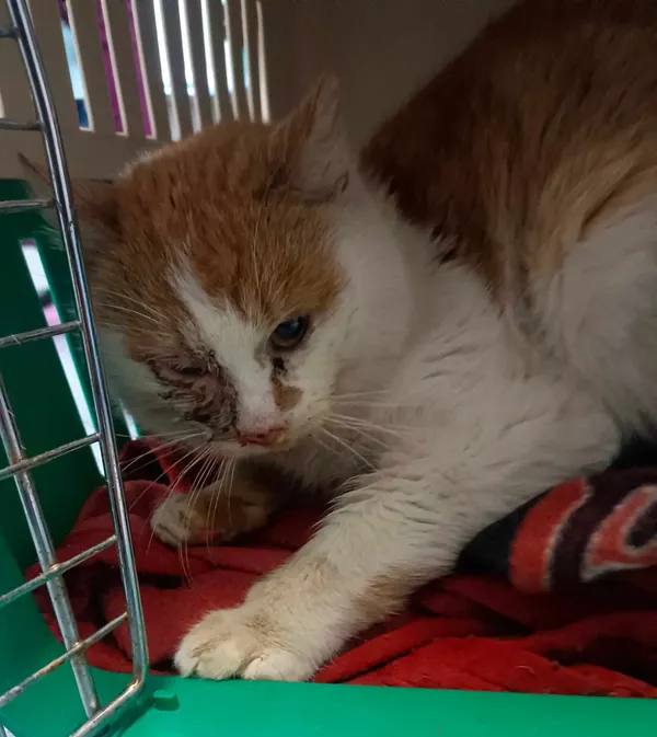 Znaleziono kota, Lublin, 18 stycznia 2024