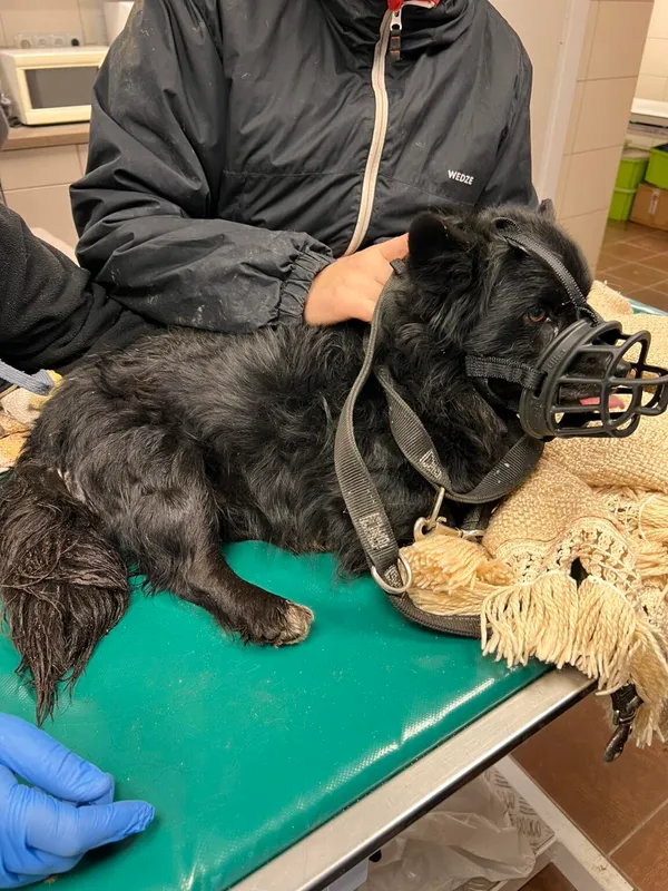 Pies do adopcji, Zielona Góra, 22 stycznia 2024