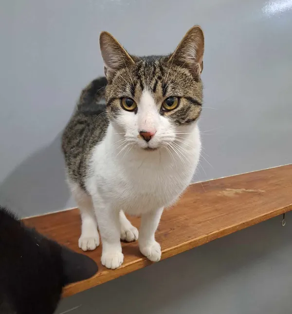 Kot do adopcji, Olsztyn, 29 grudnia 2023 (1/2)