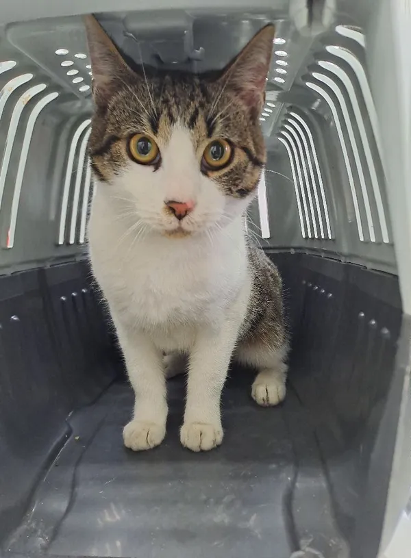 Kot do adopcji, Olsztyn, 29 grudnia 2023 (2/2)