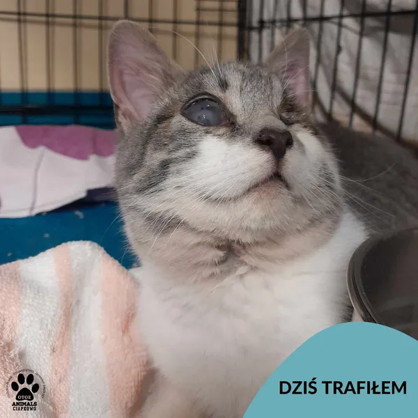 Znaleziono kota, Gdynia, 5 stycznia 2024