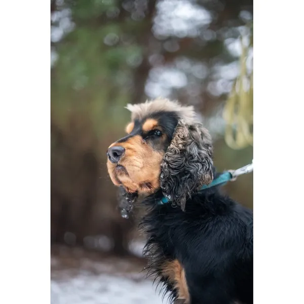 Znaleziono psa, Białystok, 5 stycznia 2024 (1/4)