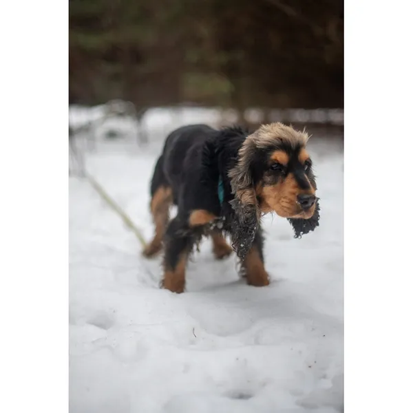 Znaleziono psa, Białystok, 5 stycznia 2024 (3/4)