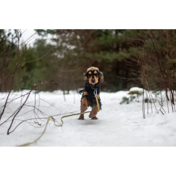 Znaleziono psa, Białystok, 5 stycznia 2024 (4/4)