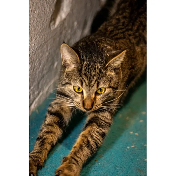 Znaleziono kota, Białystok, 28 grudnia 2023 (3/3)