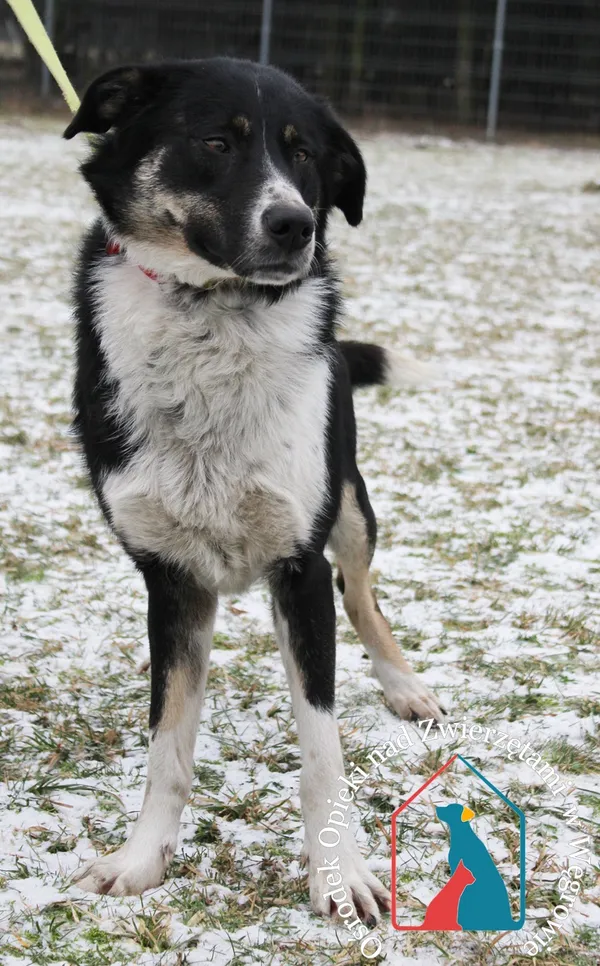 Pies do adopcji, Węgrowo, 9 stycznia 2024 (1/5)