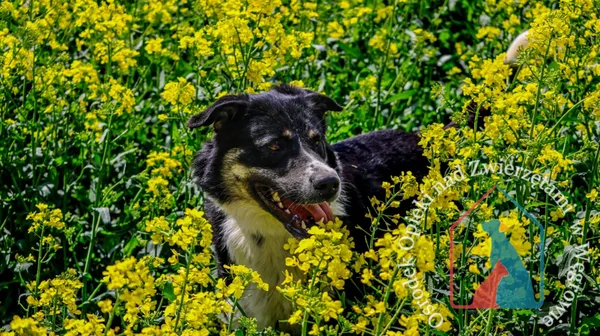 Pies do adopcji, Węgrowo, 9 stycznia 2024 (2/5)