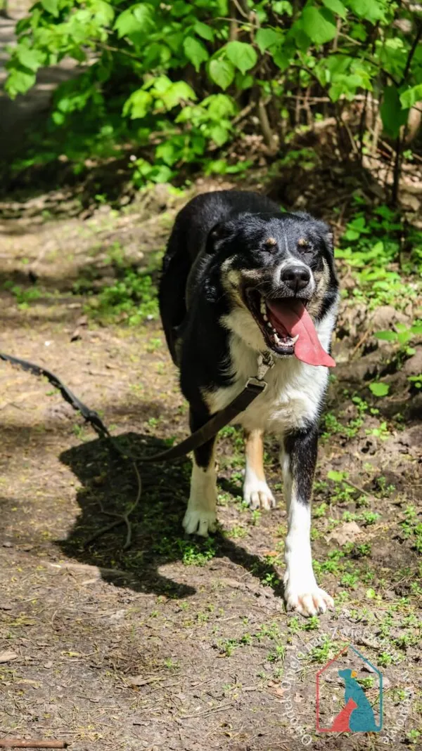 Pies do adopcji, Węgrowo, 9 stycznia 2024 (3/5)