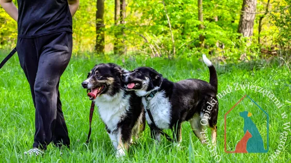 Pies do adopcji, Węgrowo, 9 stycznia 2024 (5/5)