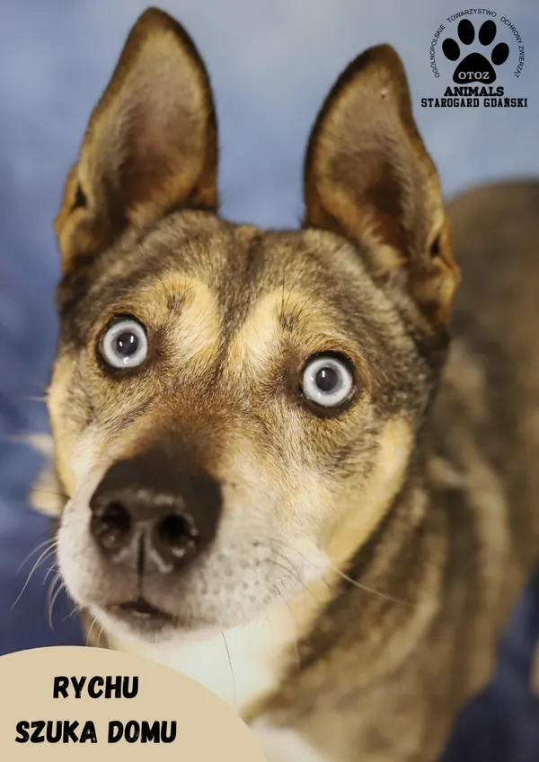 Pies do adopcji, Starogard Gdański, 24 stycznia 2024 (1/2)