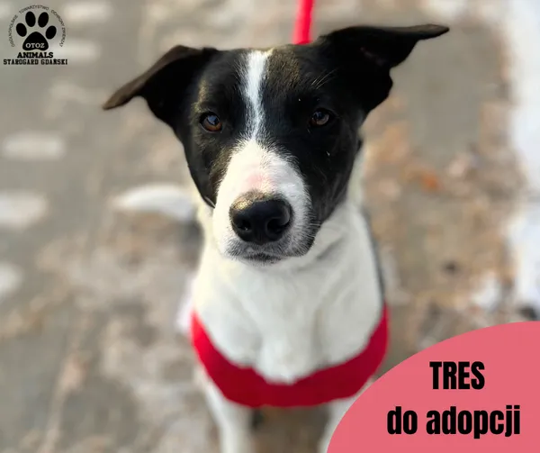 Pies do adopcji, Starogard Gdański, 24 stycznia 2024 (1/2)