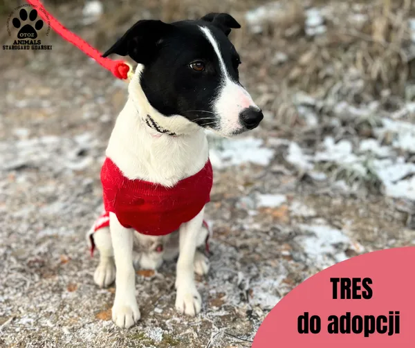 Pies do adopcji, Starogard Gdański, 24 stycznia 2024 (2/2)
