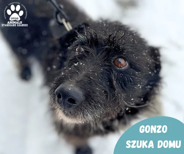 Pies do adopcji, Starogard Gdański, 24 stycznia 2024 (1/2)