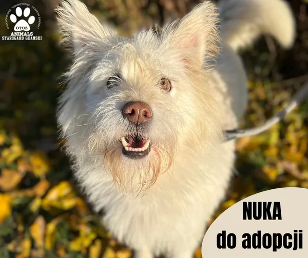 Pies do adopcji, Starogard Gdański, 24 stycznia 2024 (2/2)