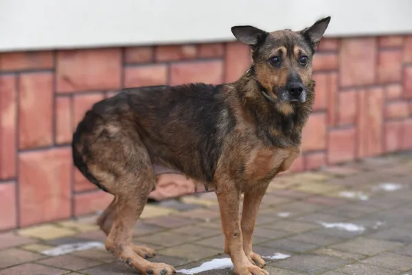 Pies do adopcji, Ropczyce, 24 stycznia 2024